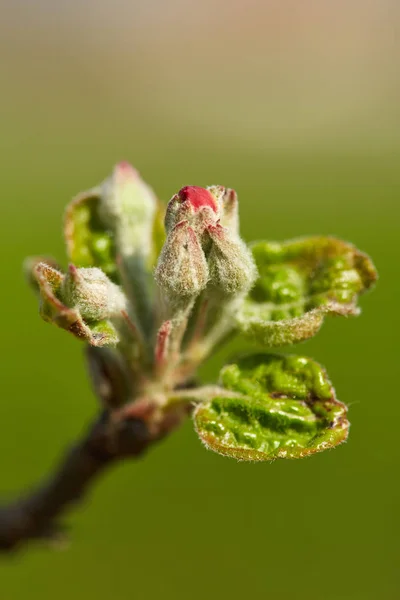 Macro Shot Van Appelboom Bloemen Knoppen Orchard — Stockfoto