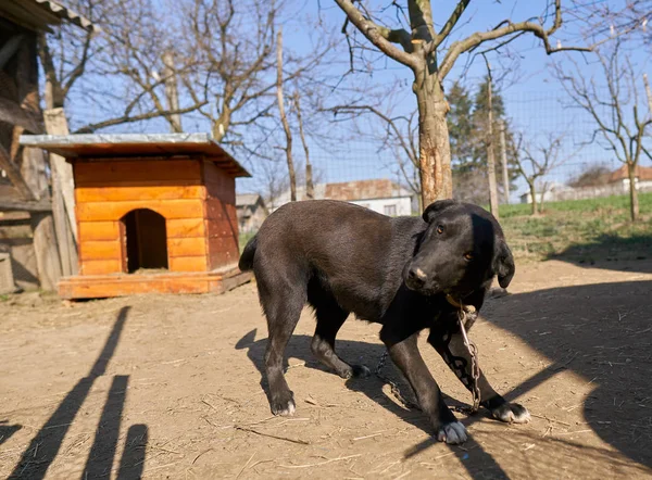 Perro Guardián Pie Junto Perrera Durante Día —  Fotos de Stock