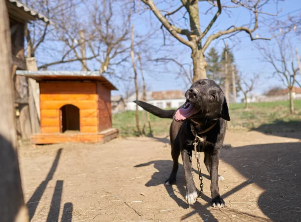 Cane Guardia Femminile Piedi Accanto Alla Cuccia Durante Giorno — Foto Stock