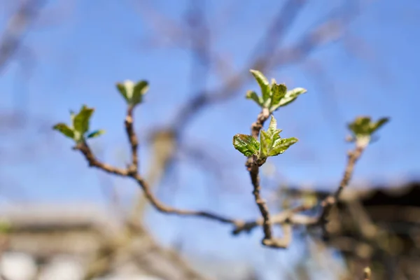 Macro Shot Fleurs Bourgeons Pommiers Dans Verger — Photo