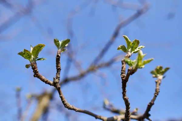 果樹園でリンゴの木の花とつぼみのマクロショット — ストック写真