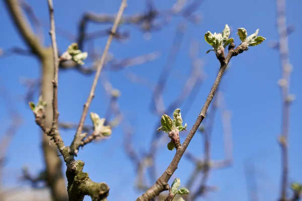 Στιγμιότυπο Της Μήλου Λουλούδια Και Μπουμπούκια Οπωρώνα — Φωτογραφία Αρχείου