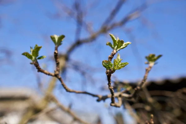 Macro Shot Fleurs Bourgeons Pommiers Dans Verger — Photo