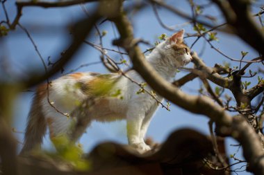 Sevimli Norveç orman kedisi ağaçlarda tırmanma
