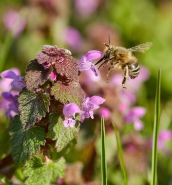 Küçük mor bir çiçeği tozlayan bir arının makro yakın çekim