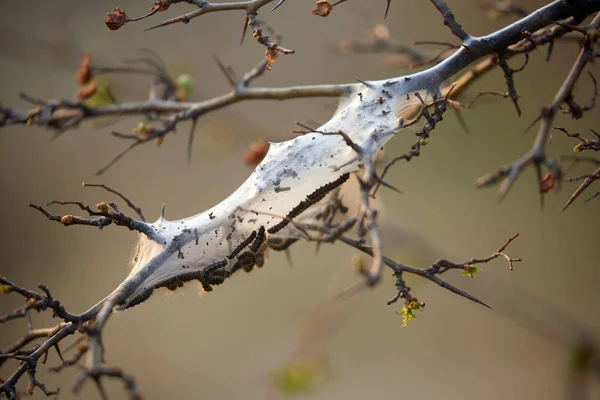 Many Dark Caterpillars Cocoon Branch — Stock Photo, Image