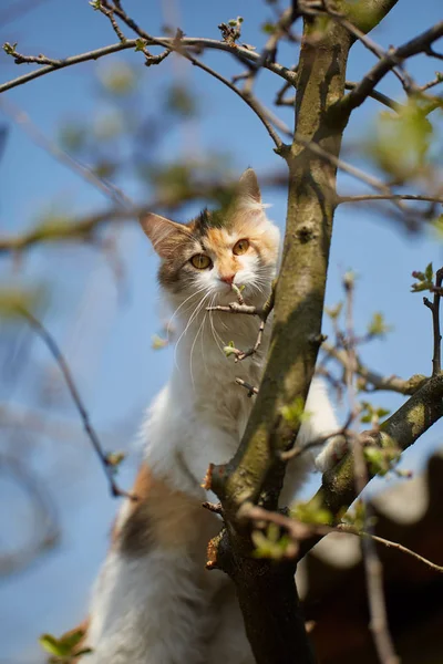 可爱的挪威森林猫在树上攀爬 — 图库照片