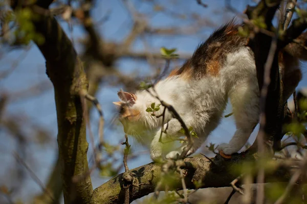 可爱的挪威森林猫在树上攀爬 — 图库照片