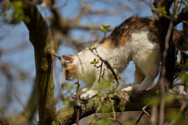 Carino Norvegese Foresta Gatto Arrampicata Sugli Alberi — Foto Stock