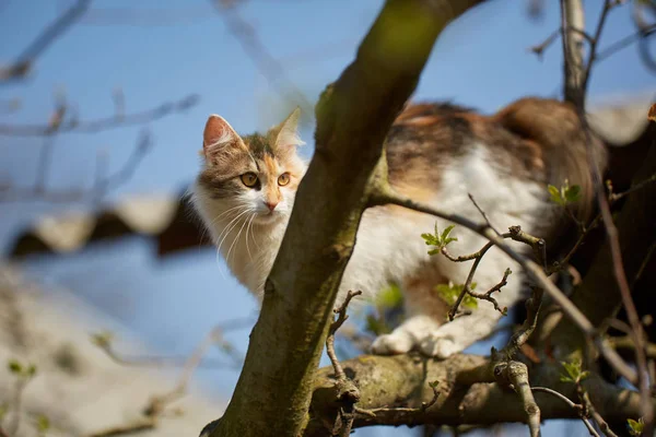 Ładny Norweski Las Kot Wspinaczka Drzewa — Zdjęcie stockowe