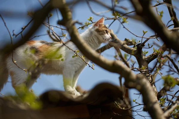 Söt Norsk Skogkatt Klättring Träden — Stockfoto