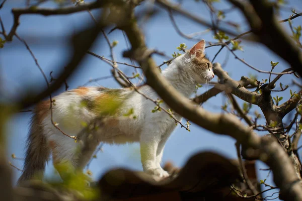 Carino Norvegese Foresta Gatto Arrampicata Sugli Alberi — Foto Stock