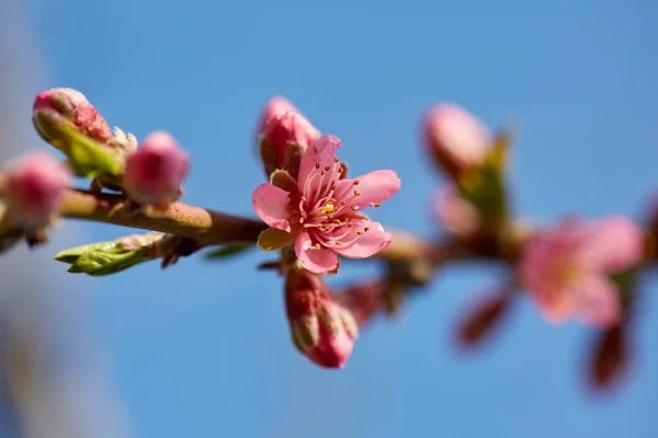 Closeup Peach Tree Branch Pink Flowers Springtime — Stock Photo, Image