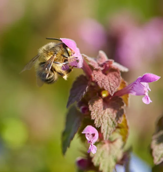 小さな紫色の花を受粉するミツバチのマクロクローズアップ — ストック写真