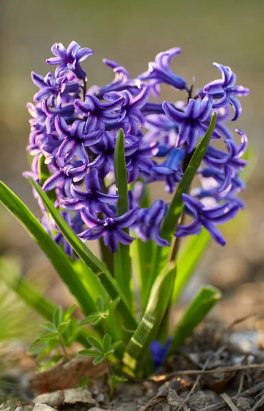 Bliska Niebieski Pachnący Hiacynt Kwiaty Zewnątrz Światło Słoneczne — Zdjęcie stockowe