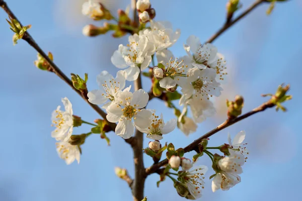 Närbild Körsbär Träd Blommor Suddig Bakgrund — Stockfoto