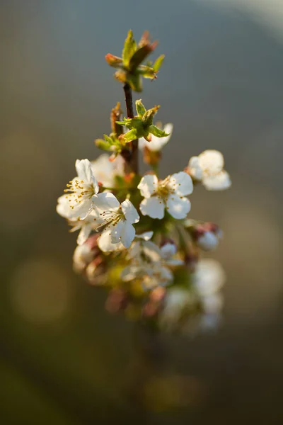Detailní Záběr Třešňové Květy Rozmazaném Pozadí — Stock fotografie