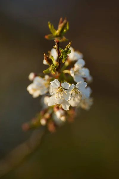 Cseresznyefavirág Közelsége Homályos Alapon — Stock Fotó