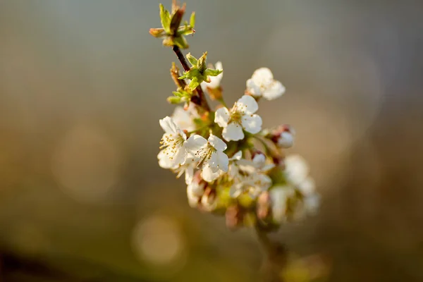 Gros Plan Fleurs Cerisier Sur Fond Flou — Photo