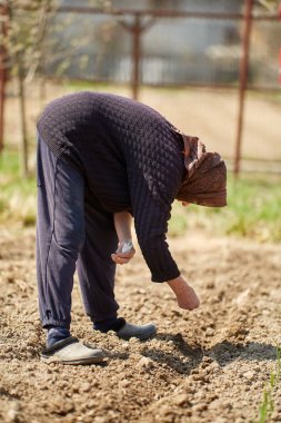 Onun çim çeşitli tohumlar dikim Kıdemli çiftçi kadın