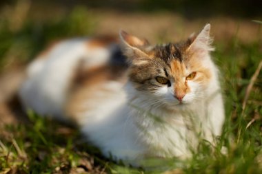 Çimlerin üzerinde bir Norveç orman kedisine yakın çekim