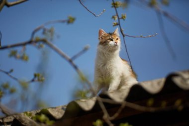 Norveçli orman kedisi çatıya tırmandı