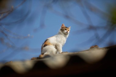 Norveçli orman kedisi çatıya tırmandı