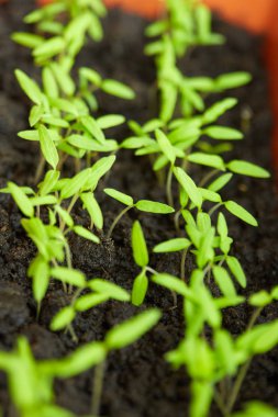 Turba toprağında, tepside domates fidelerinin kapatılması