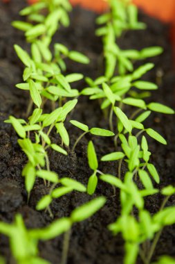 Turba toprağında, tepside domates fidelerinin kapatılması