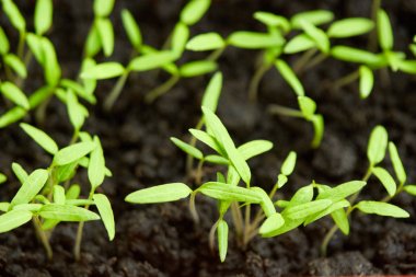 Turba toprağında, tepside domates fidelerinin kapatılması