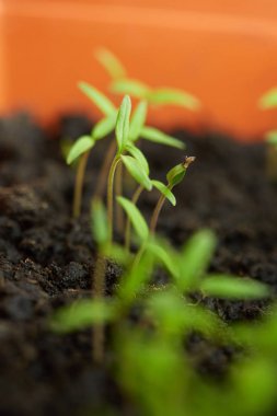 Turba toprağında, tepside domates fidelerinin kapatılması