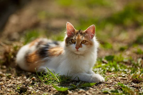 Norweski Kot Leśny Trawie Ujęcie Bliska — Zdjęcie stockowe