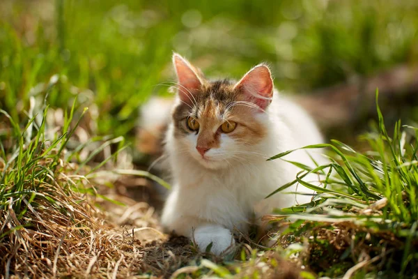 Norweski Kot Leśny Trawie Ujęcie Bliska — Zdjęcie stockowe