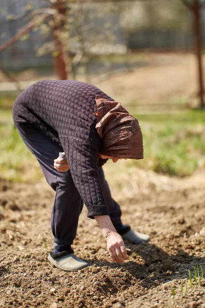 Onun Çim Çeşitli Tohumlar Dikim Kıdemli Çiftçi Kadın — Stok fotoğraf