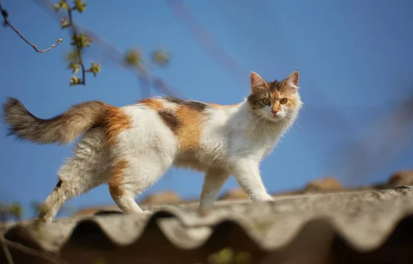 挪威森林猫爬上屋顶 — 图库照片