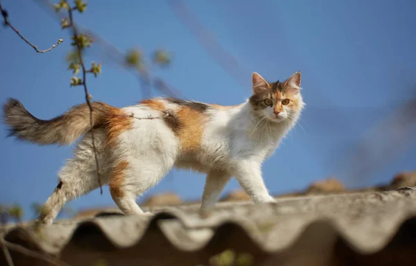 挪威森林猫爬上屋顶 — 图库照片