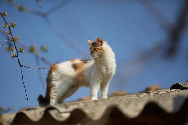 Norsk Skogkatt Klättrade Upp Taket — Stockfoto