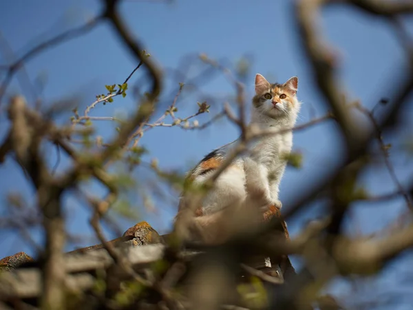Norweski Leśny Kot Wspi Się Dach — Zdjęcie stockowe