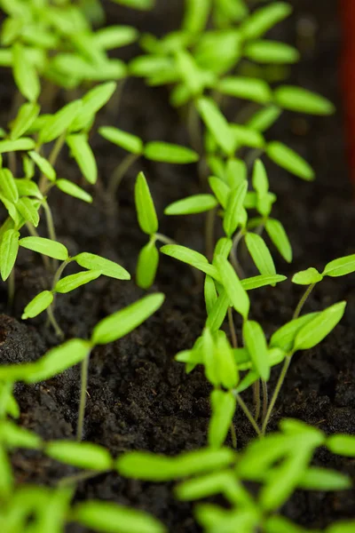 Closeup Tomato Seedlings Peat Soil Tray — Stock Photo, Image