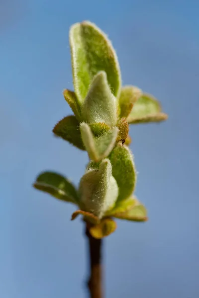 Poire Fleurs Sur Branche Macro Shot — Photo