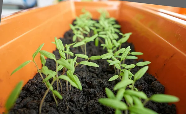 Closeup Tomato Seedlings Peat Soil Tray — Stock Photo, Image