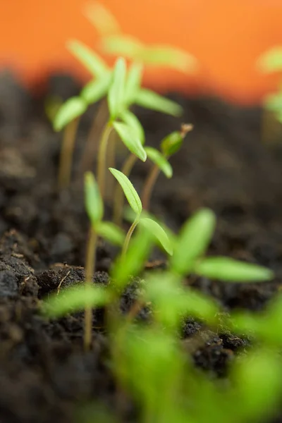 Closeup Tomato Seedlings Peat Soil Tray — Stock Photo, Image