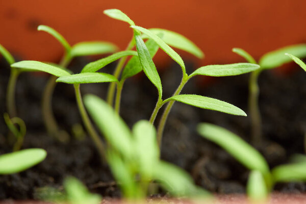 Closeup of tomato seedlings in peat soil, in a tray