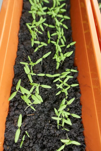 Closeup of tomato seedlings in peat soil, in a tray