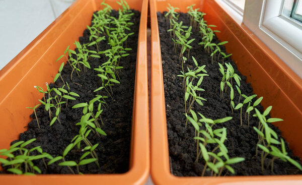 Closeup of tomato seedlings in peat soil, in a tray