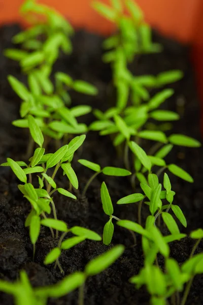 Closeup Tomato Seedlings Peat Soil Tray — Stock Photo, Image