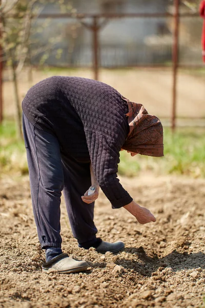 Senior farmer woman planting various seeds in her lawn — Stock Image Senior Farmer Woman Planting Various Seeds Her Lawn Stock Photo