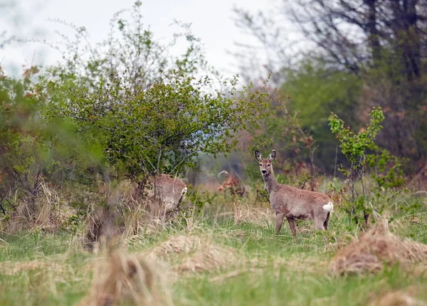 Roe buck and deer family in the forest