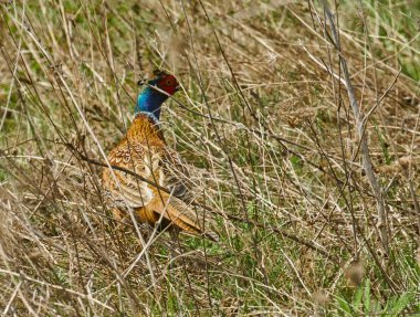 Erkek sülün, Phasianus colchicus, ilkbaharda çimenlerde
