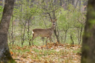 Young roe deer in grass at spring time